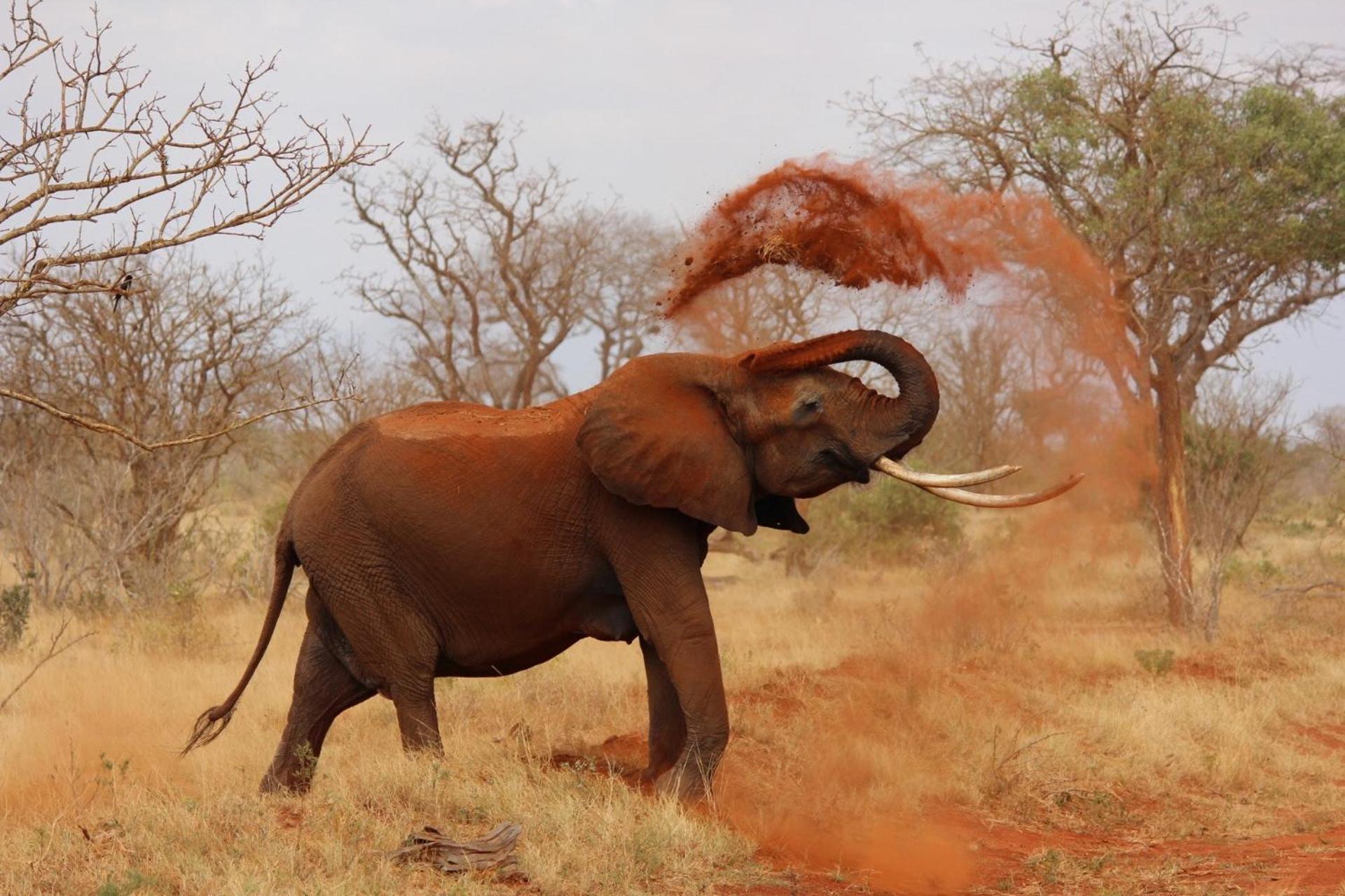 Pangolin Game Lodge - Self Catering, Incl 2 Game Drives Per Day Matlhagame Exterior foto