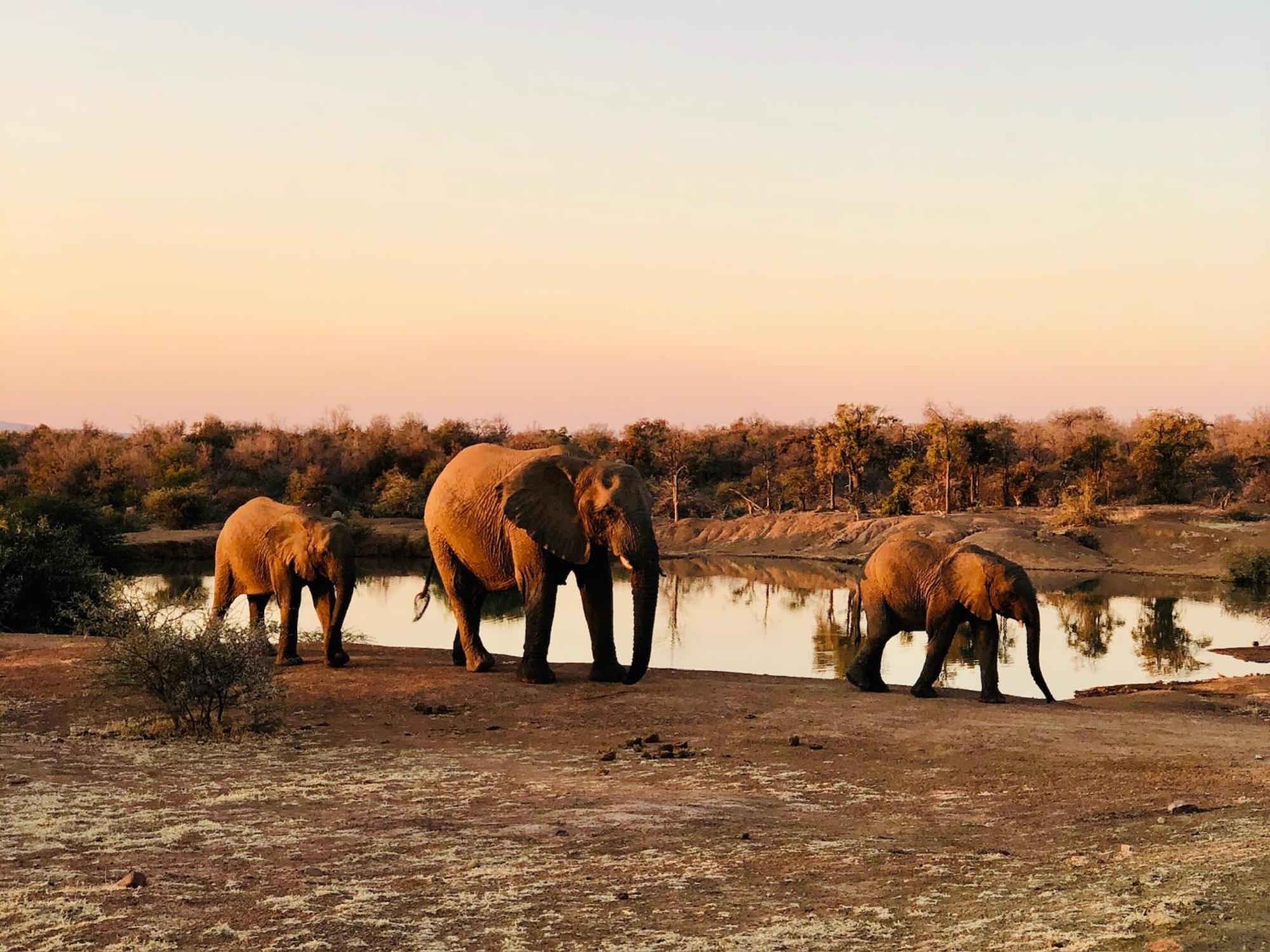 Pangolin Game Lodge - Self Catering, Incl 2 Game Drives Per Day Matlhagame Exterior foto
