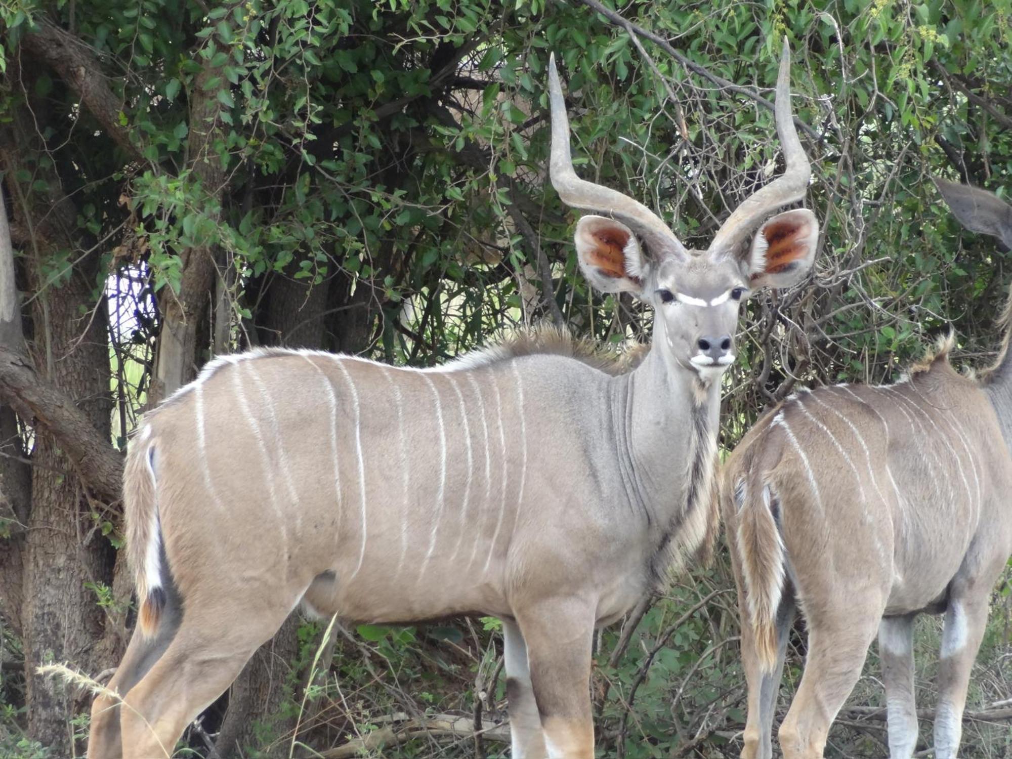 Pangolin Game Lodge - Self Catering, Incl 2 Game Drives Per Day Matlhagame Exterior foto