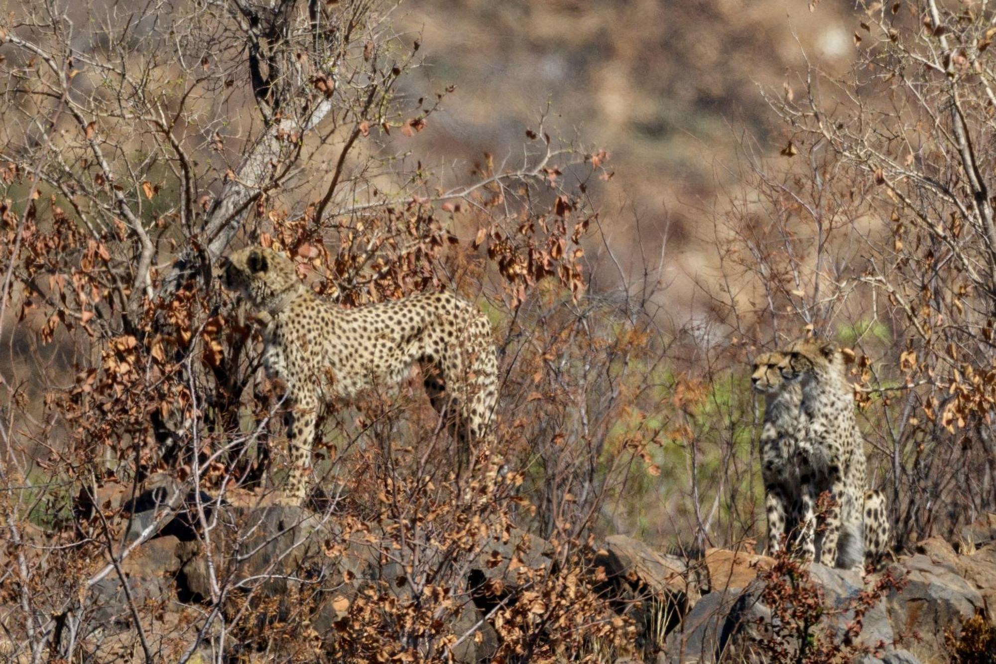 Pangolin Game Lodge - Self Catering, Incl 2 Game Drives Per Day Matlhagame Exterior foto